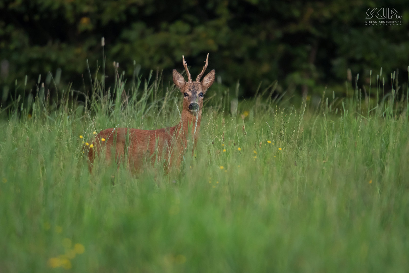 Roe deer buck A roe deer buck in a meadow on the border of the forest. Unlike other deer, roe deer do not have a tail, but the male animals have antlers almost the full year. An adult roe deer is between 100 and 140cm tall and weighs between 20 and 35kg. Stefan Cruysberghs